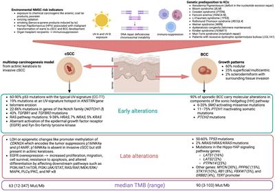 The association of cemiplimab plus sonidegib for synchronous cutaneous squamous cell carcinoma and basal cell carcinoma of the head and neck: Two case reports